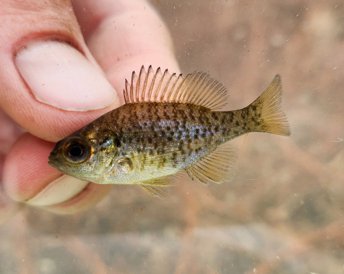 Redear Sunfish