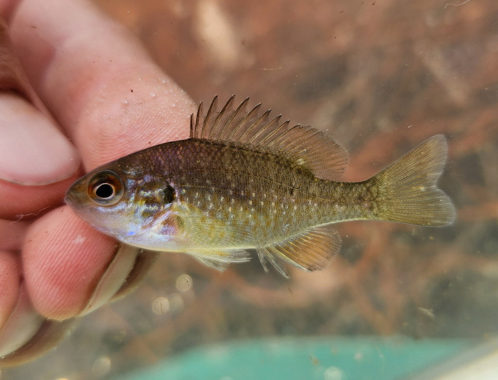 Longear Sunfish from Williamson County, IL, USA on November 20, 2023 at