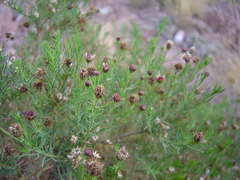 Baccharis darwinii