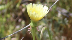 Malacothrix glabrata