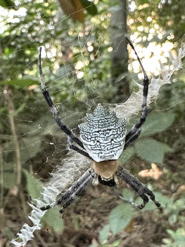Argiope flavipalpis