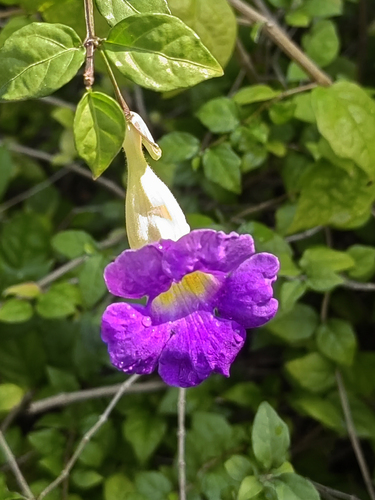 Margarida-de-Deus