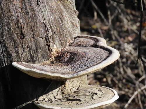 Trametes warnieri