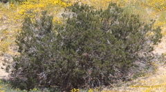 Juniperus californica