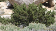 Juniperus californica