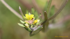 Tropidocarpum gracile