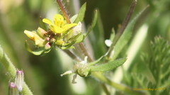 Tropidocarpum gracile