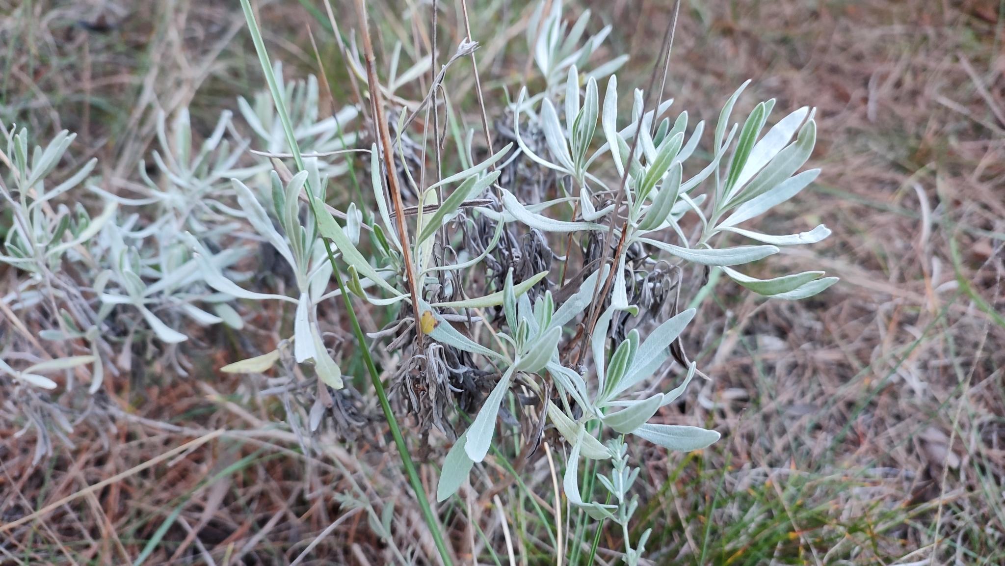 Imagem de Lavanda