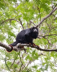 Red-Handed Howler photo 2