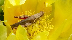 Acrididae