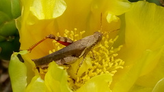 Acrididae