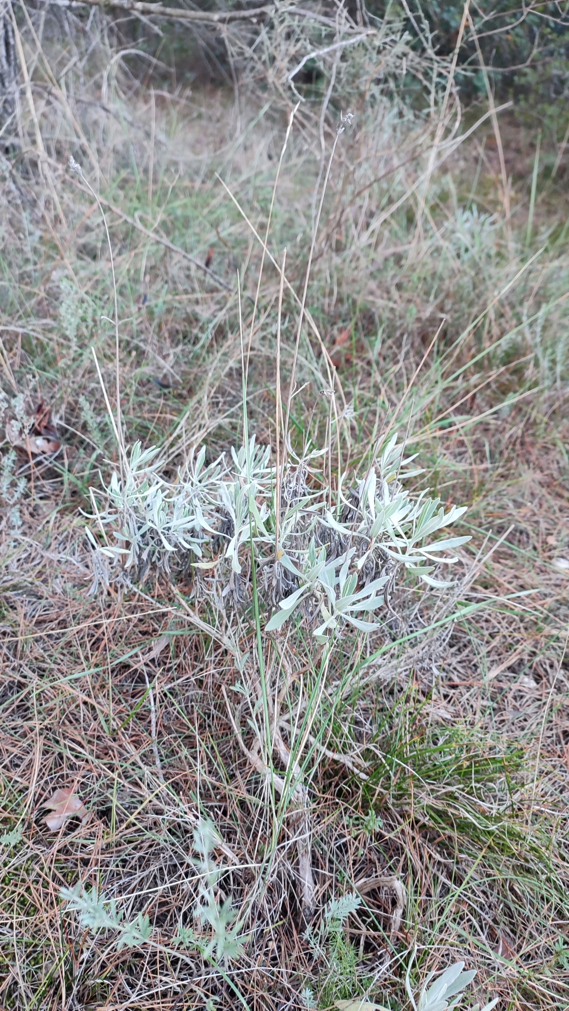 Imagem de Lavanda