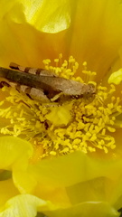 Acrididae
