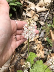 Tiarella austrina