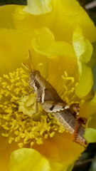 Acrididae