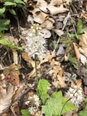 Tiarella austrina