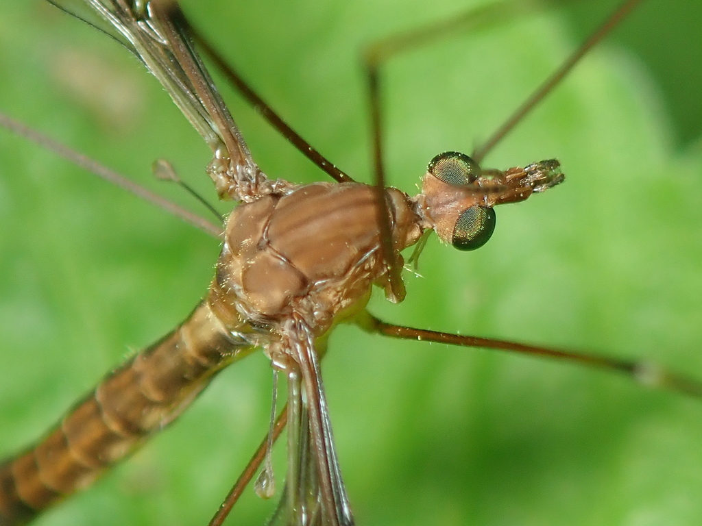 Zelandotipula laevis