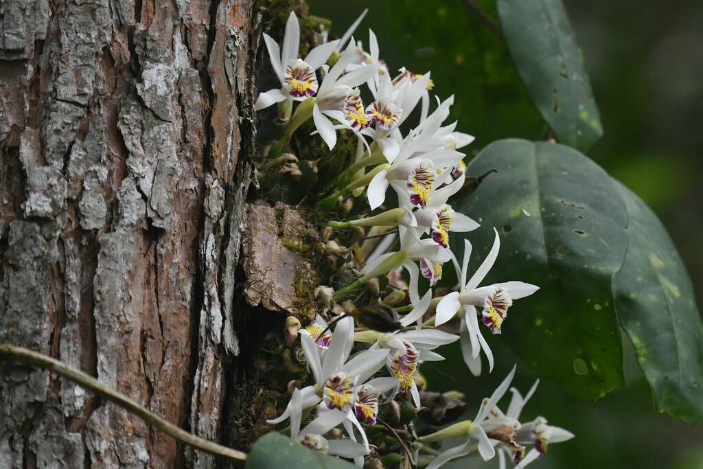 Pleione maculata
