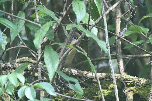 Spectacled Barwing (Actinodura ramsayi), photo 8