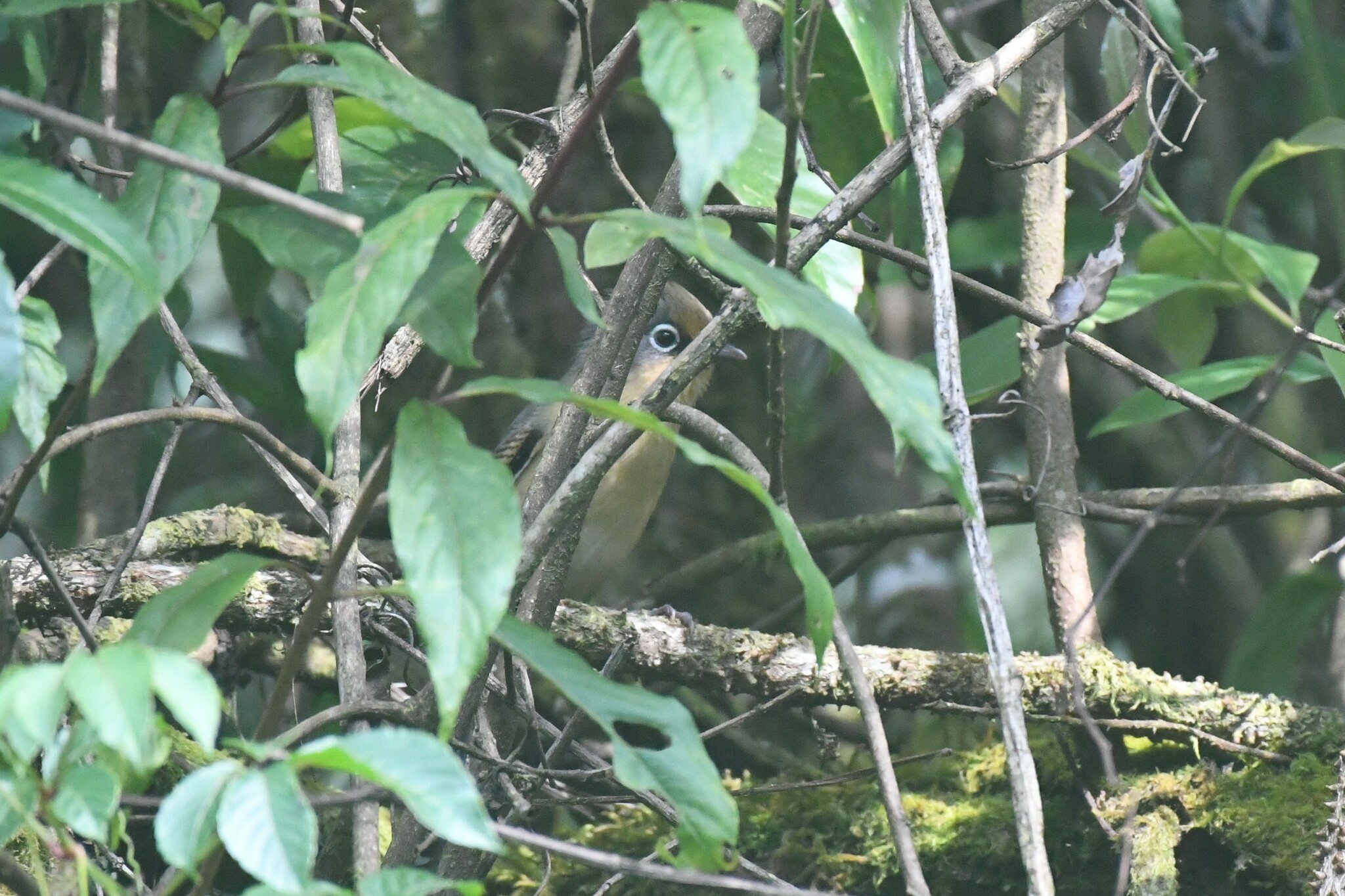 Spectacled Barwing (Actinodura ramsayi), photo 8