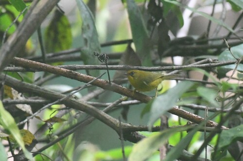 Golden Babbler (Cyanoderma chrysaeum), photo 5