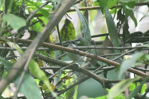 Rufous-backed Sibia (Leioptila annectens), photo 6