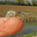 Glass Shrimp - Photo (c) mauro_fioretto, some rights reserved (CC BY-NC)