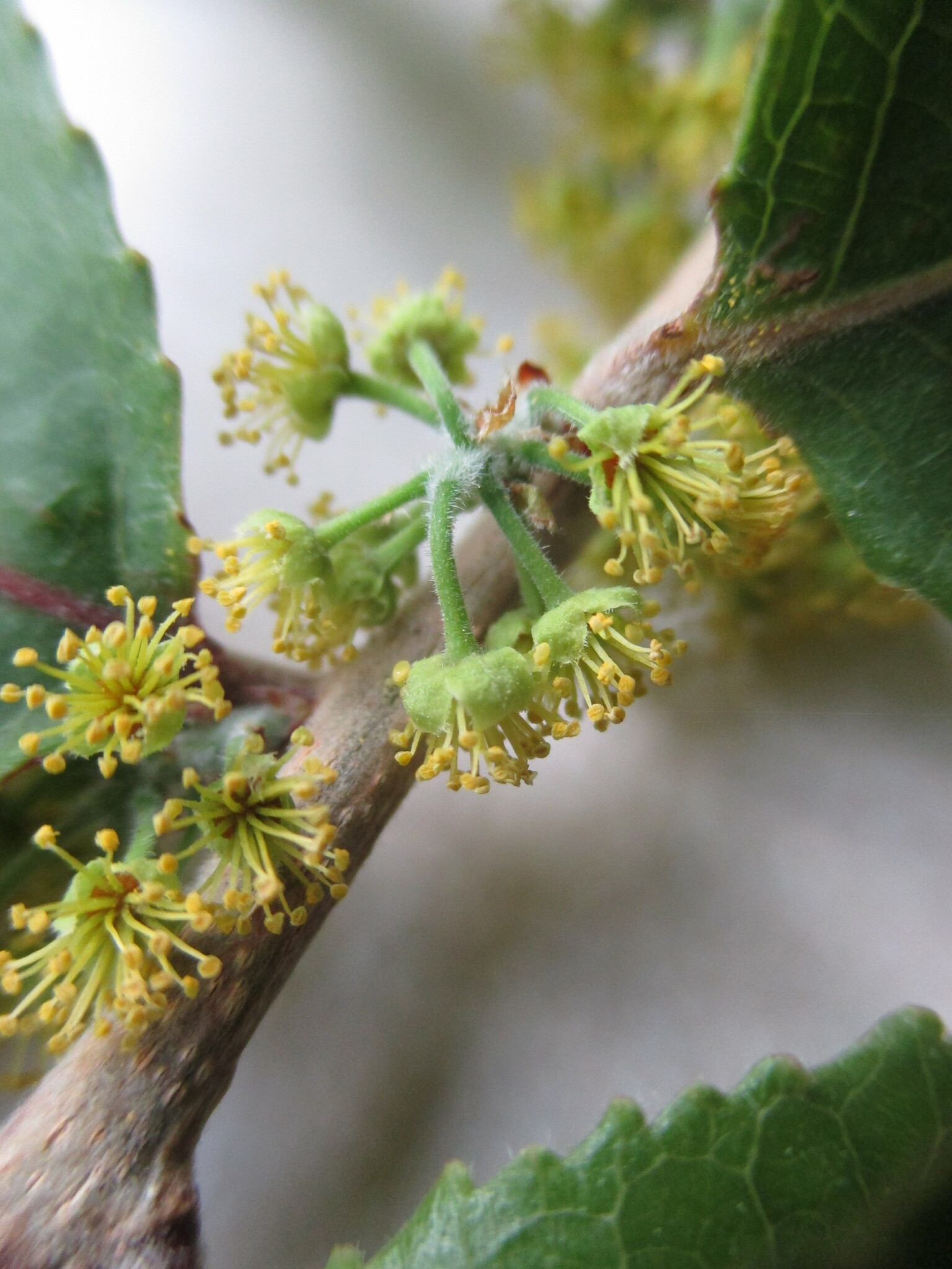 Xylosma velutina image