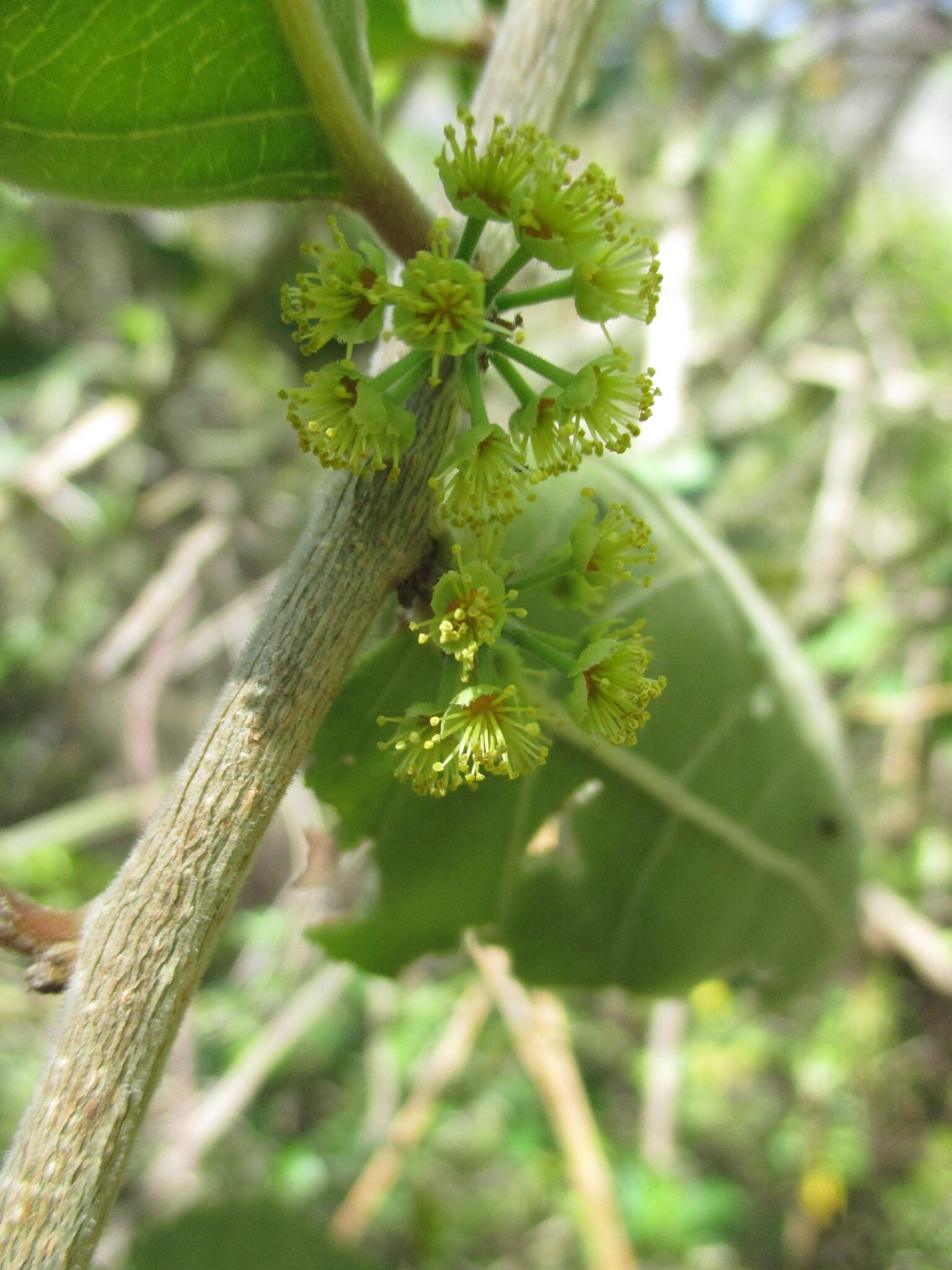 Xylosma image