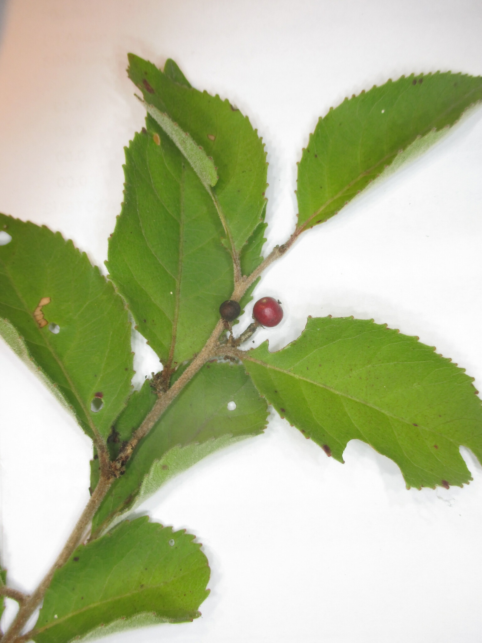 Xylosma image