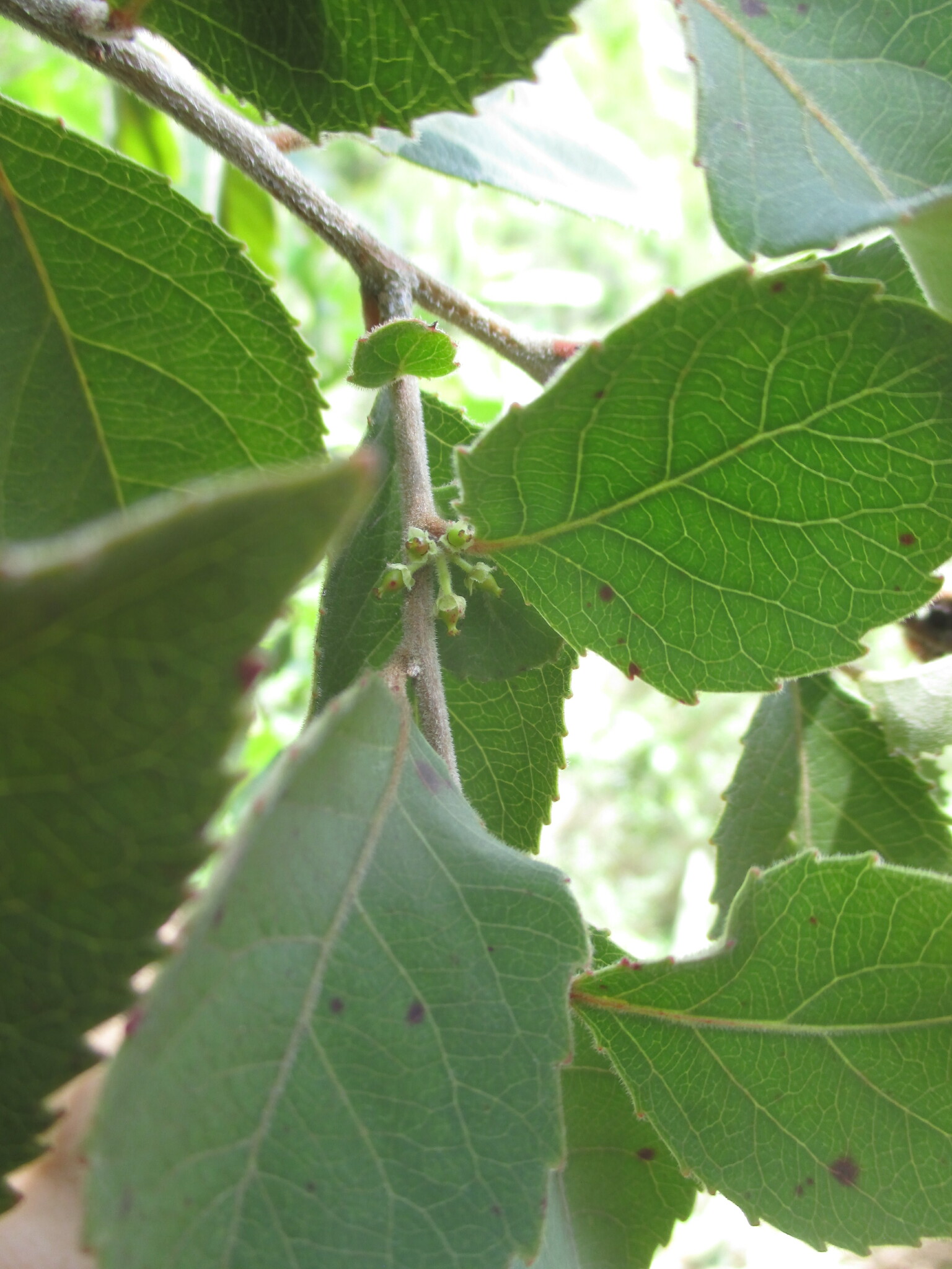 Xylosma velutina image