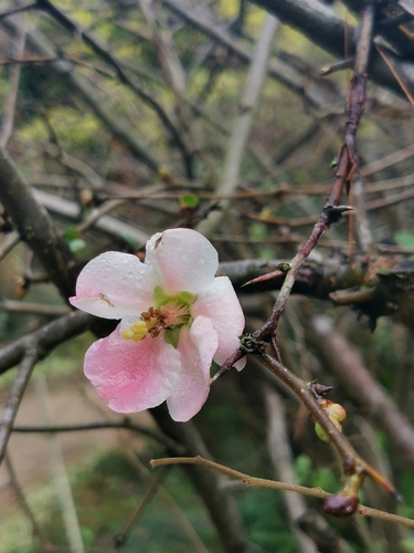 Ukrasna dunja (Chaenomeles speciosa)