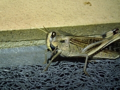 Locusta migratoria migratorioides