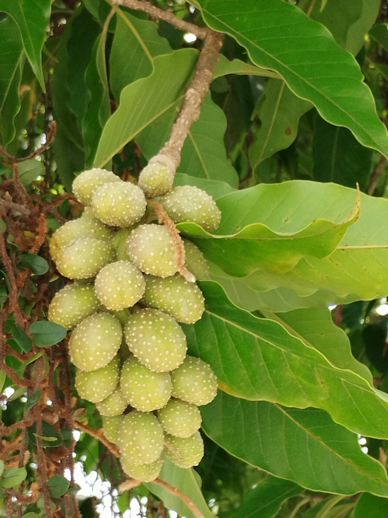 Foto de Michelia