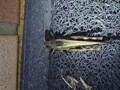 Locusta migratoria migratorioides