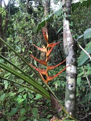 Heliconia latispatha image