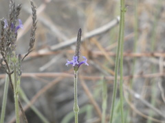 Lavandula minutolii, photograph (c) Josh Hedley, some rights reserved (CC BY)