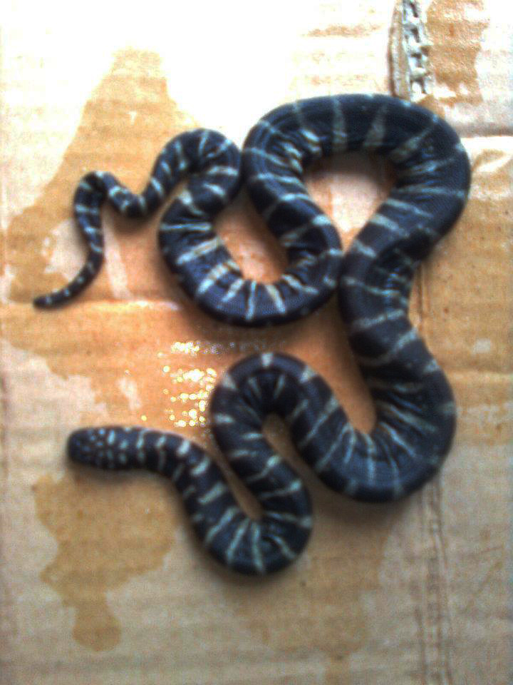 Acrochordus granulatus (Schneider, 1799)