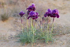Iris mariae