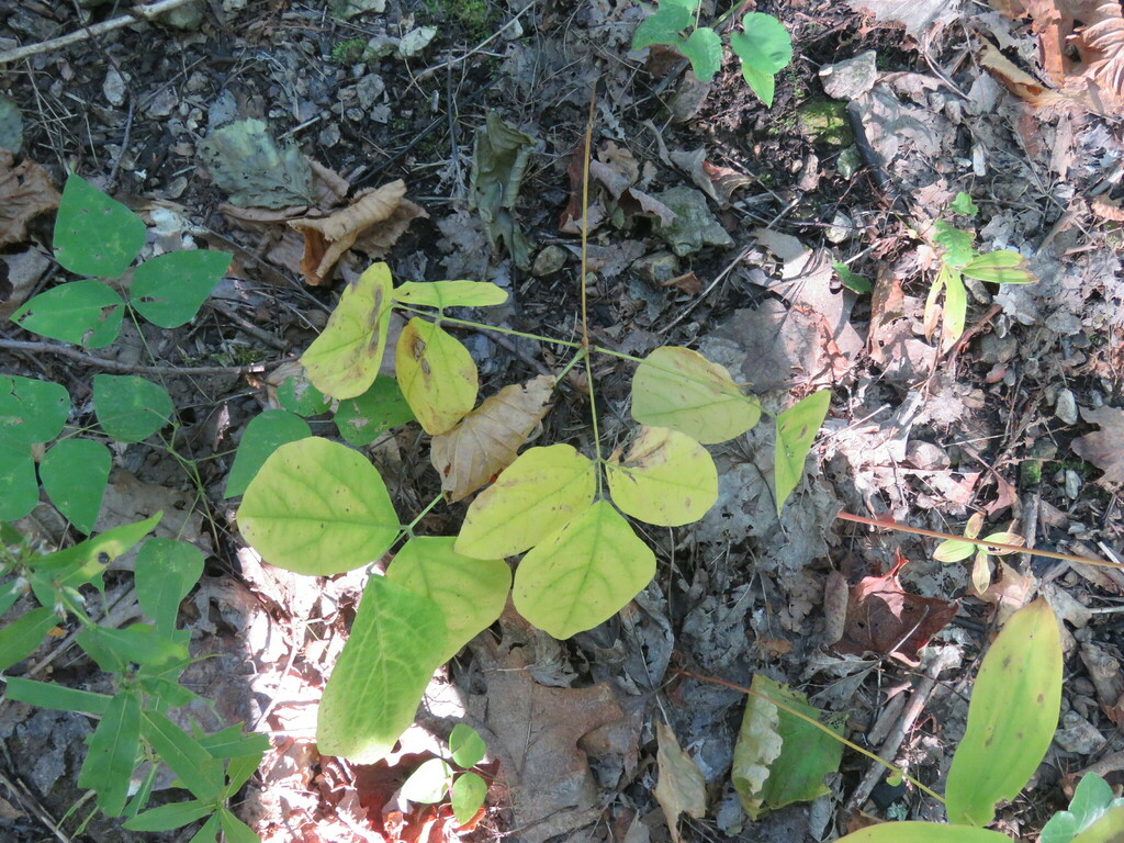 naked-flowered tick-trefoil from 384 US-7, Milton, VT 05468, USA on ...