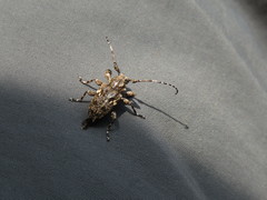 Acanthoderes flavomaculata
