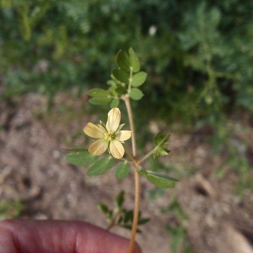 Image of Kallstroemia californica by (c) Sue Carnahan, some rights reserved (CC BY)