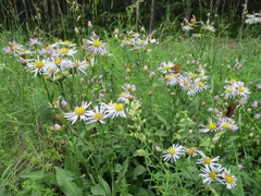 Aster tataricus