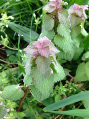 Lamium purpureum purpureum