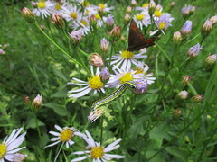 Aster tataricus