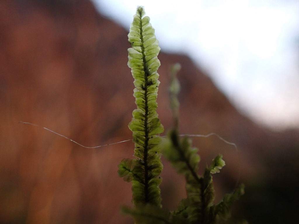 Planicladium nitidulum (Planicladium nitidulum)