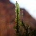 Planicladium nitidulum - Photo no hay derechos reservados, subido por Randal