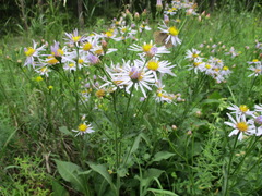 Aster tataricus