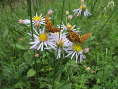Aster tataricus