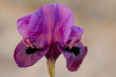 Iris mariae